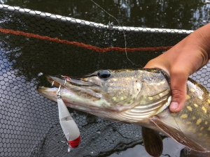 Trollen op snoek